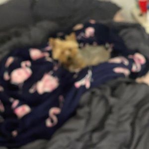 Meet your Posher, Morgan